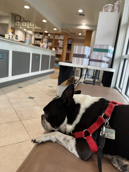 Village Animal Clinic