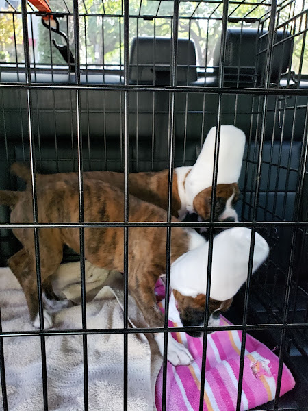 Magazine Street Animal Clinic