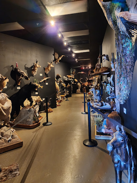 Mountain Wildlife Museum