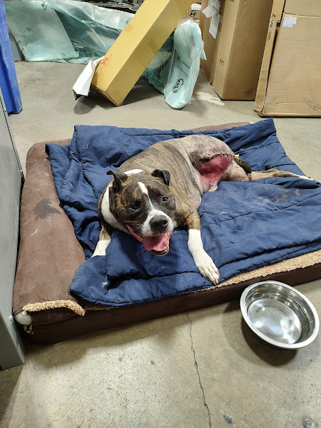 Animal Emergency & Specialty Center of Chattanooga - Emergency veterinarian service in Chattanooga
