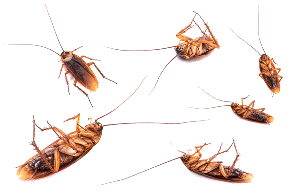 Pest Control Bradenton Bye Bye Bugs - Pest control service in Bradenton