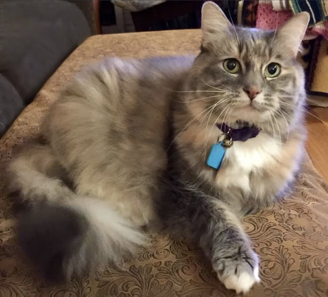 Memorial Beach Veterinary Hospital: Humphrey Patricia DVM