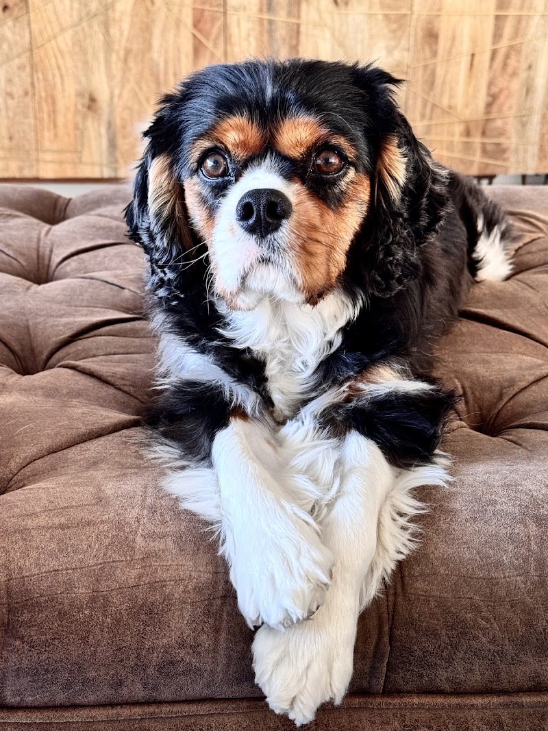 Marquesa Veterinary Clinic - Veterinarian in Naples