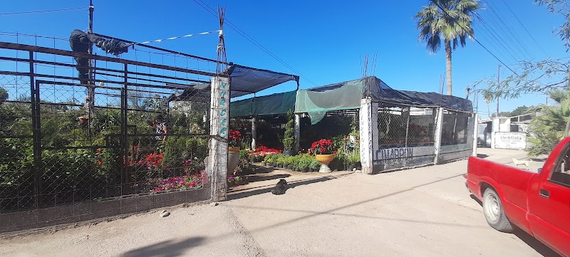 Vivero El cimarrón Plant Nursery - Plant nursery in Centro