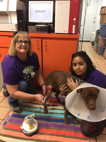 West Palm Animal Clinic: Dr. Michelle Durkee