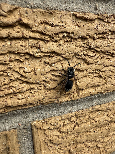 King Pest Solutions - Pest control service in Colorado Springs