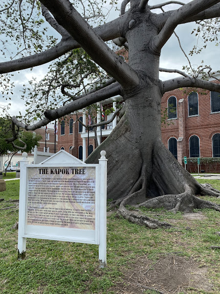 The Kapok Tree