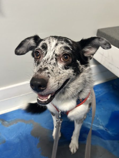 Waterside Veterinary Services