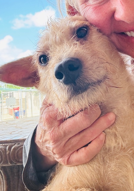 Barb's Dog Rescue - Animal rescue service in Son.