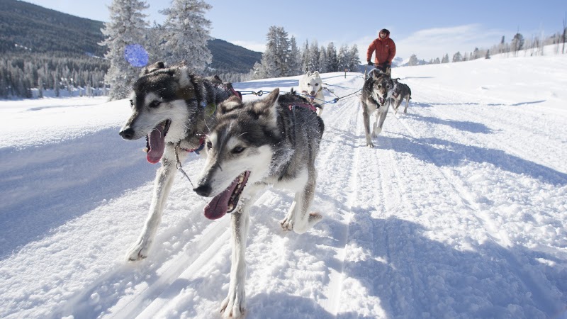 Jackson Hole Iditarod Sled Dog Tours - Tourist attraction in Jackson