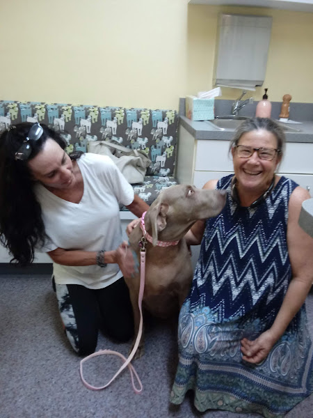 Desert Hills Animal Hospital