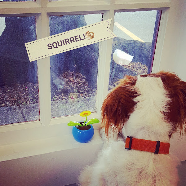 Avenue Animal Wellness + Emergency