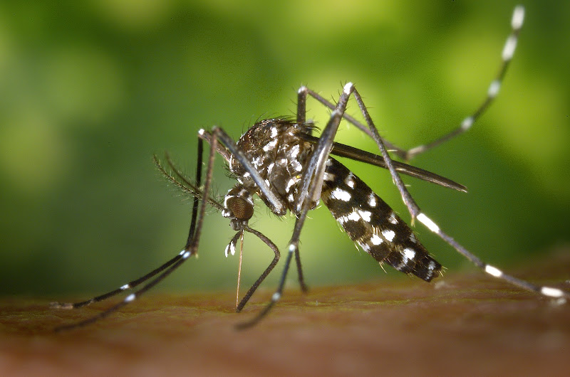 Eco-Safe Pest Control