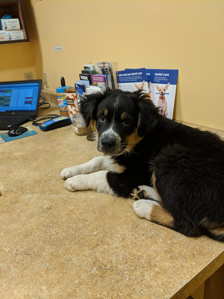 North Kenilworth Veterinary Care