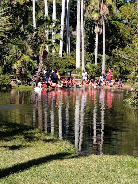 Sarasota Jungle Gardens