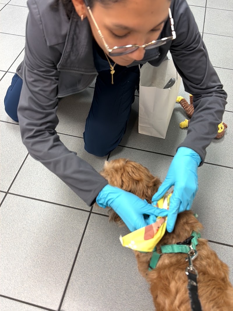 South Broward Animal Hospital
