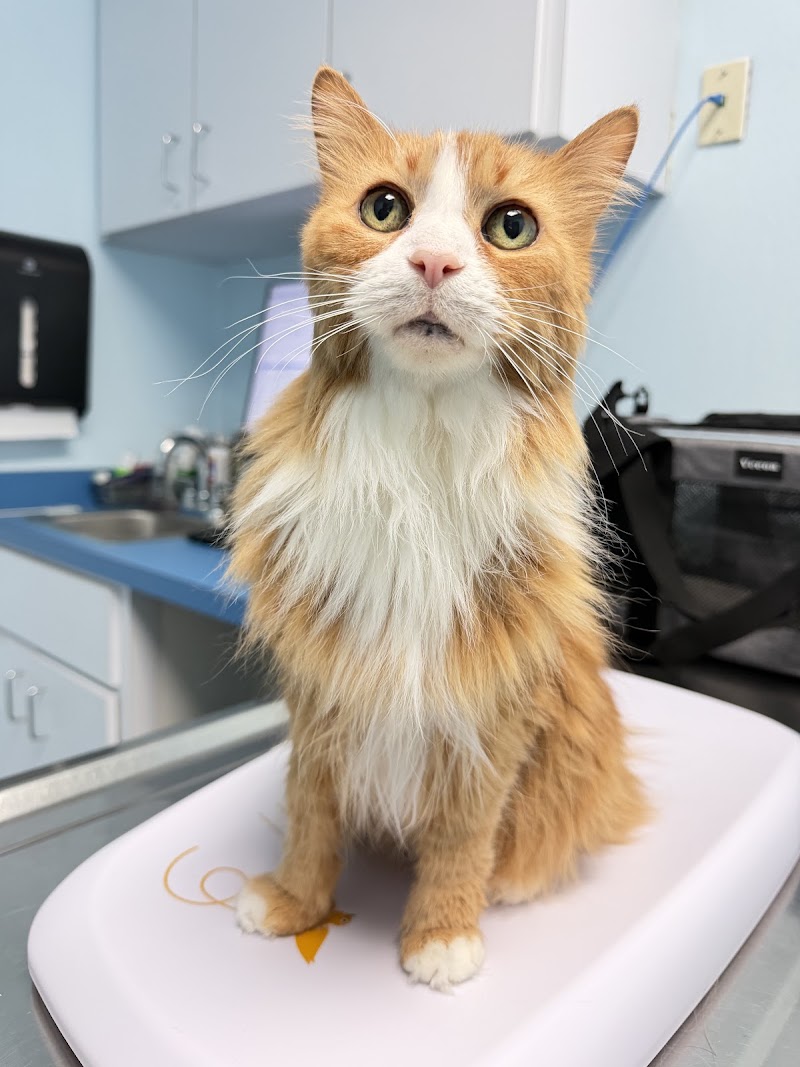 South Broward Animal Hospital photo