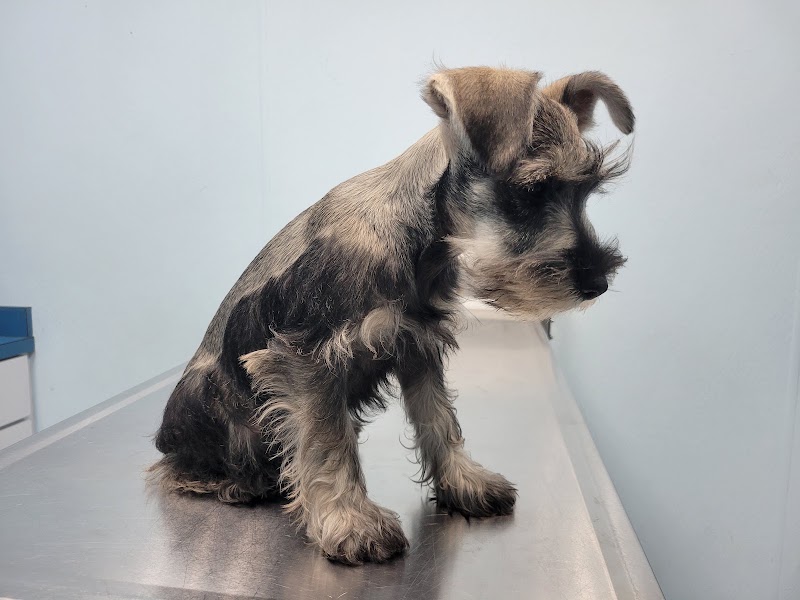 South Broward Animal Hospital photo