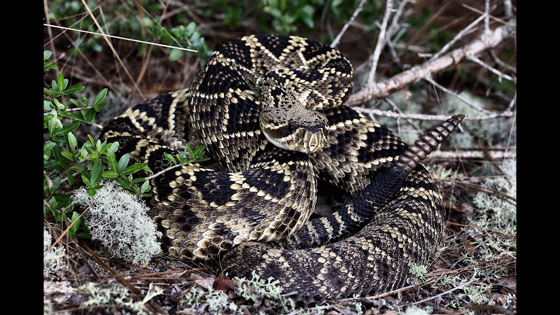 Wildlife Solutions, Inc. - Animal control service in Orange Beach