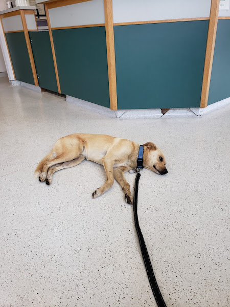 Martin's Point Veterinary Hospital