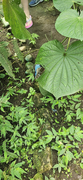 COCOON - Arenal Butterfly Garden and Wildlife Sanctuary - Tourist attraction in at Natura Eco Park and Wildlife Sanctuary