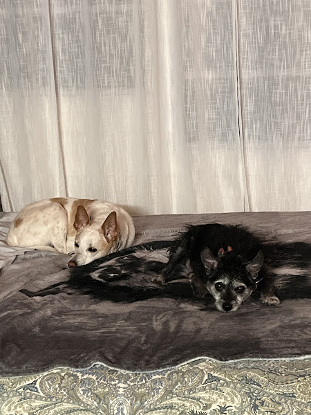 Pacific City Veterinary Care