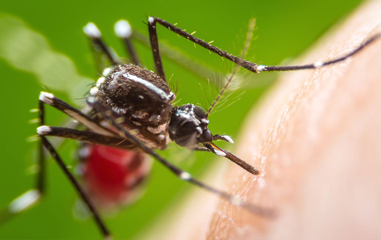 Able Pest Management