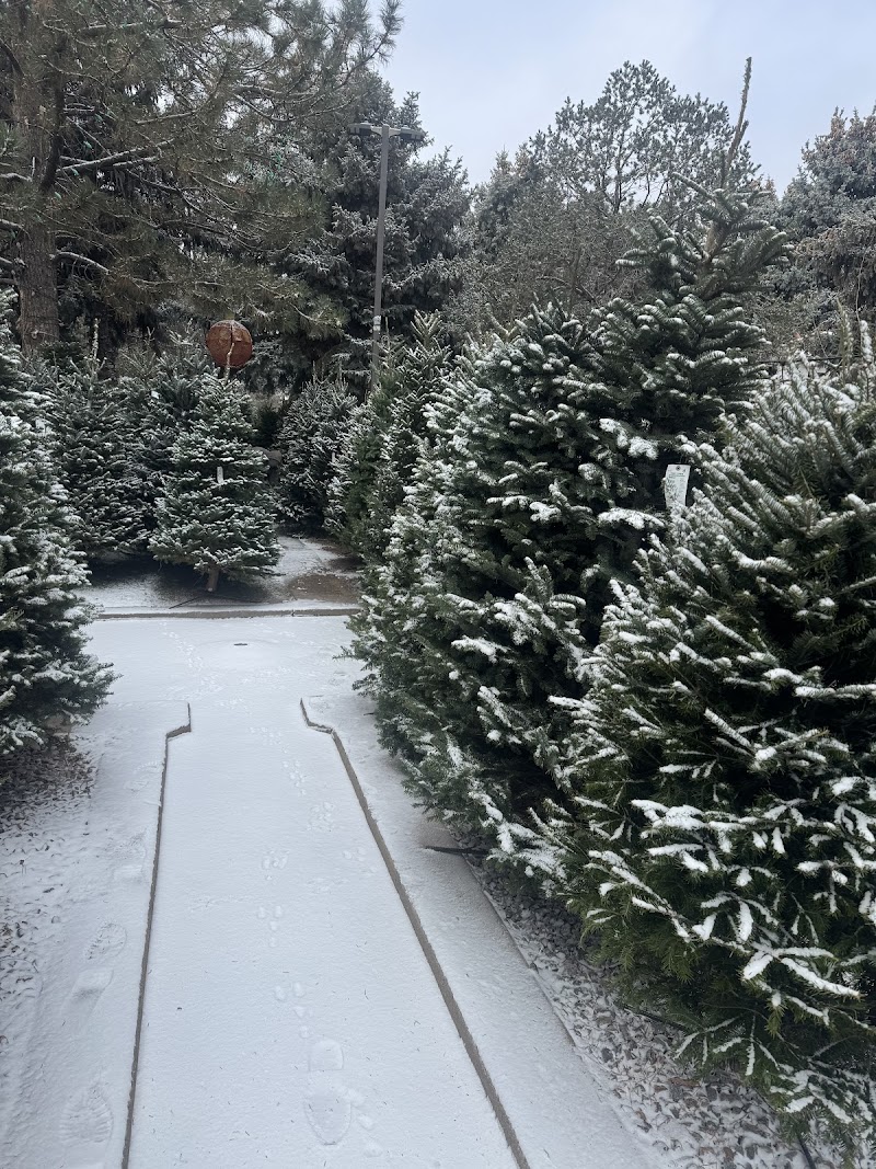 Tree Town Wonderland