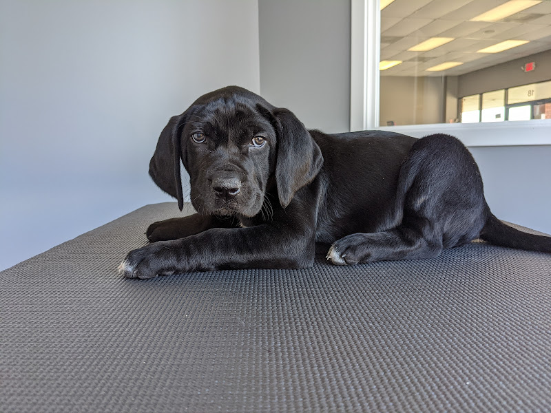 National Spay Alliance Savannah