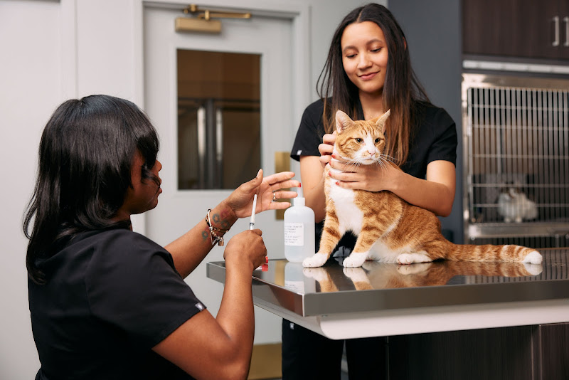 GoodVets West Buckhead