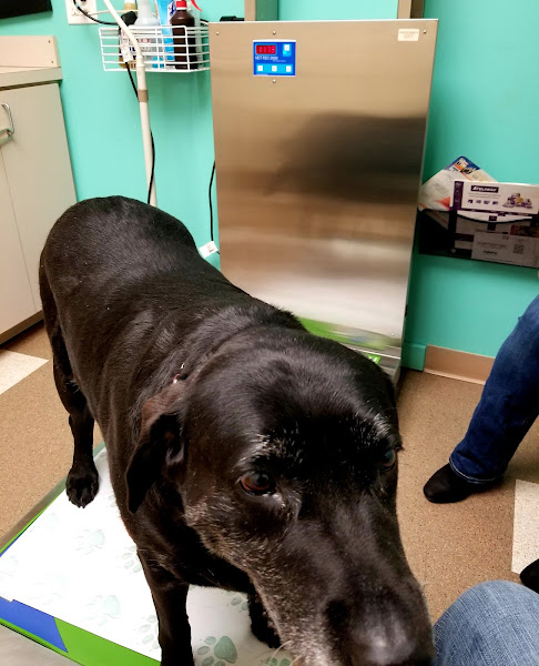 Creek View Veterinary Clinic, PLLC - Veterinarian in New Braunfels