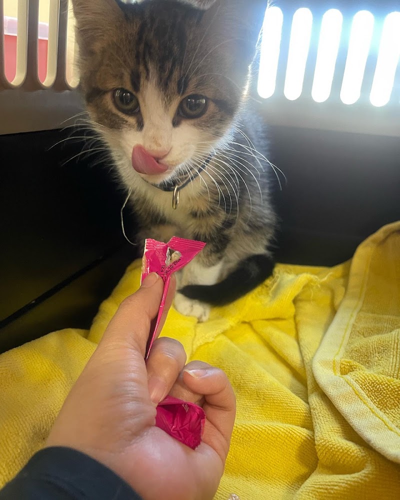 Low Cost Veterinary Surgery Clinic of Scottsdale photo