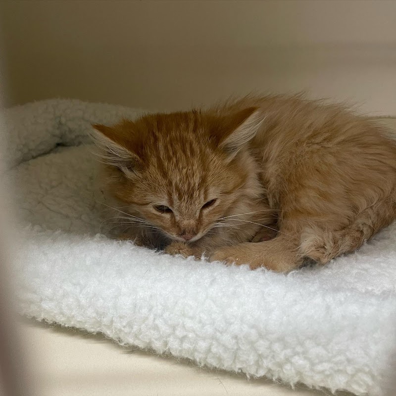 Low Cost Veterinary Surgery Clinic of Scottsdale photo