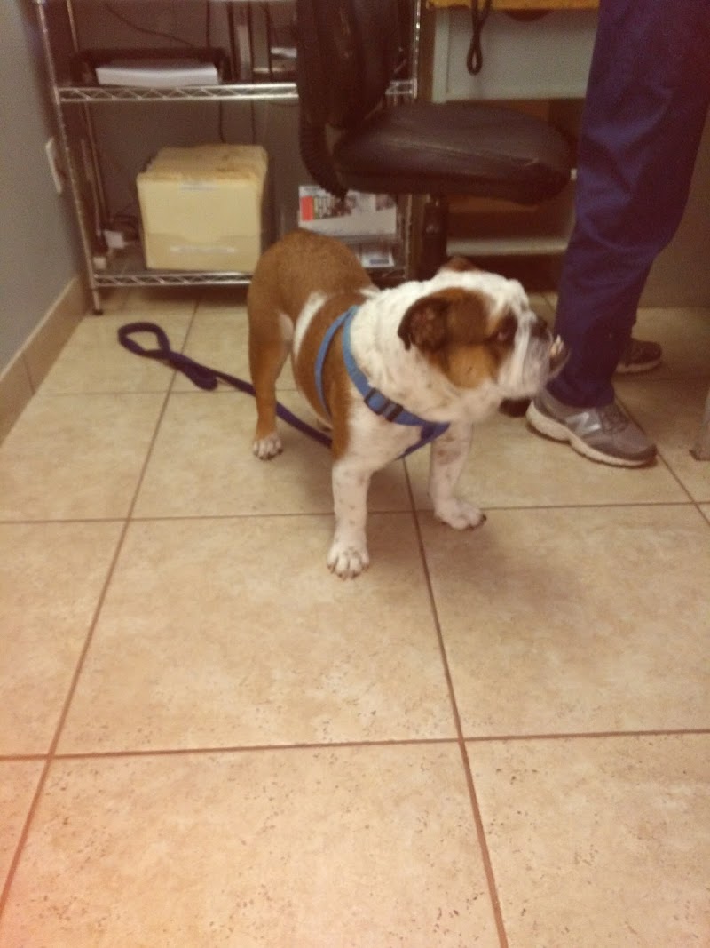 Low Cost Veterinary Surgery Clinic of Scottsdale photo