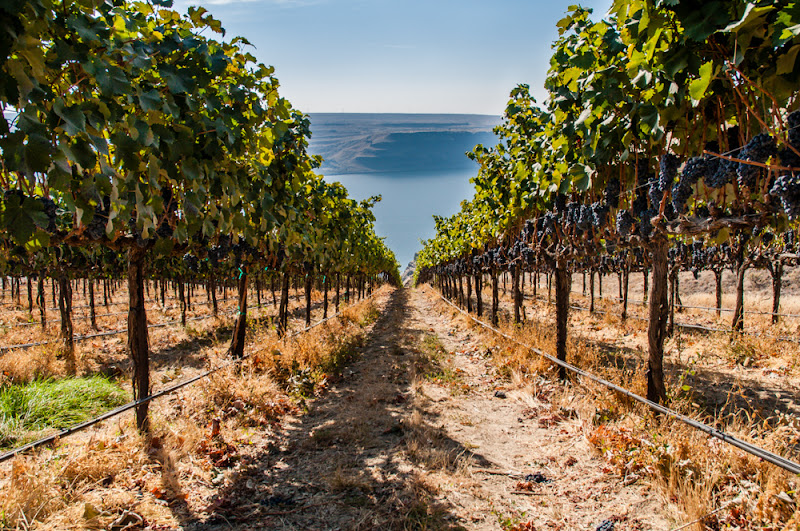 Rôtie Cellars - Seattle Tasting Room