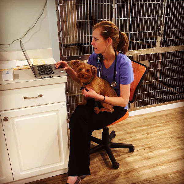 Charleston Harbor Veterinarians - Veterinarian in Charleston