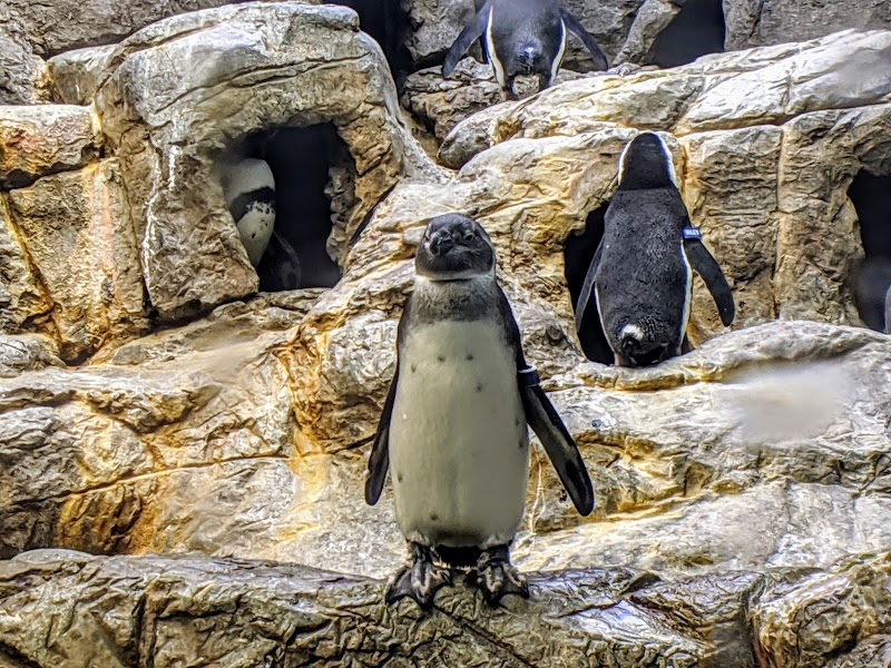 Ripley's Aquarium of the Smokies photo