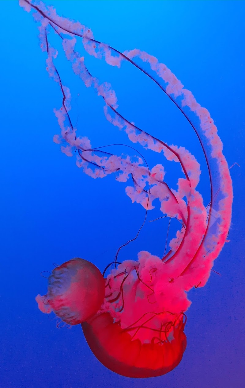 Ripley's Aquarium of the Smokies photo