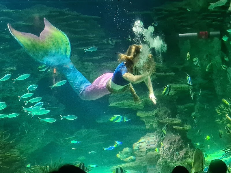 Ripley's Aquarium of the Smokies photo