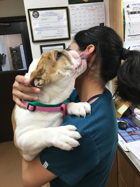 Lone Mountain Animal Hospital