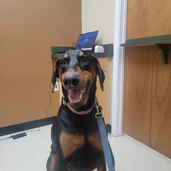 Jax Vets Affordable Animal Hospital at Philips