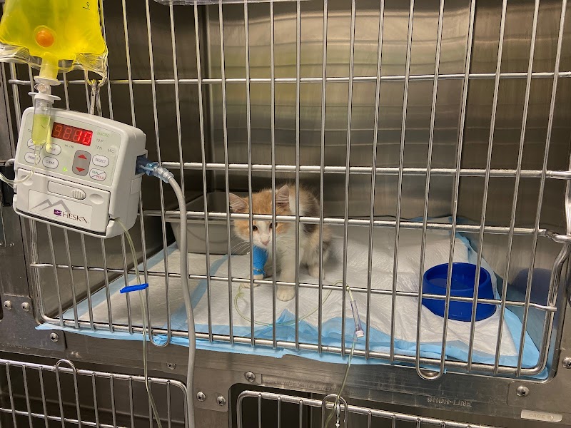 Concierge Veterinary Hospital photo