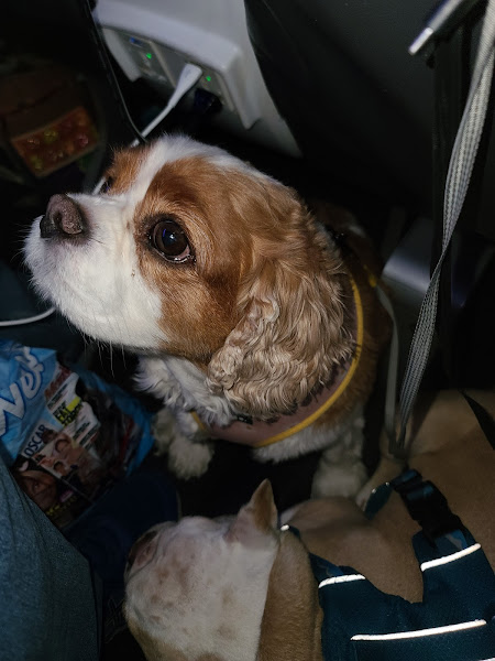 Phoenix Veterinary Center