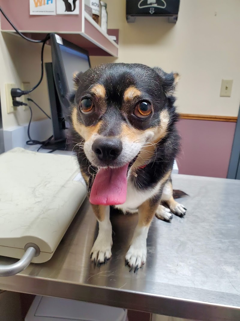 Pet Care Center at Luna Park photo