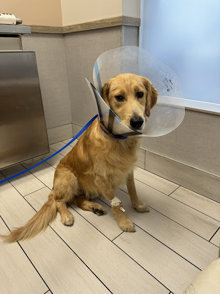 Pet Emergency and Referral Center - Emergency veterinarian service in Palm Beach Gardens