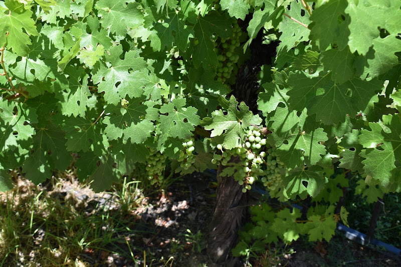 Pine Hollow Winery - Las Vegas Wine Tasting & More - Winery in Las Vegas