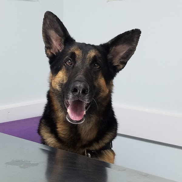 High Country Veterinary Hospital - Animal hospital in Colorado Springs