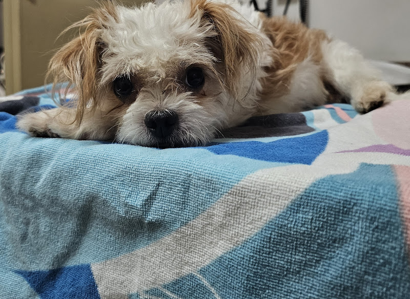 Chicago Veterinary Emergency Center and Specialty Care - Veterinarian in Chicago