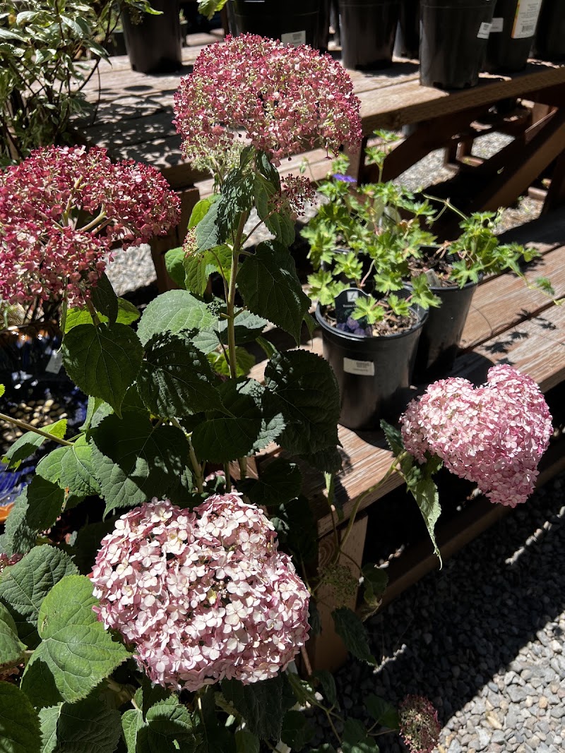 Tahoe Outdoor Living Nursery