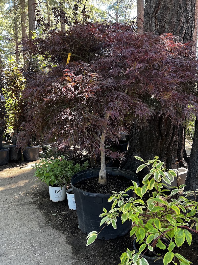 Tahoe Outdoor Living Nursery photo